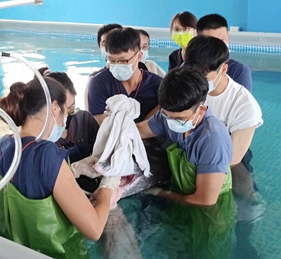 亚大学士后兽医系詹奕婷(前左)、南毅(前右)同学，以湿毛巾包裹、固定海豚上颚。